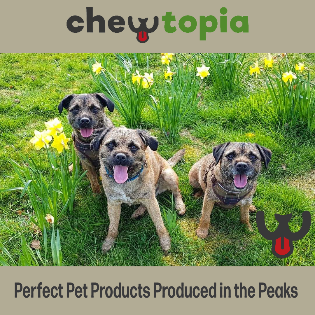 Welcome to Chewtopia: Eco-Friendly Fun for Your Furry Friend!